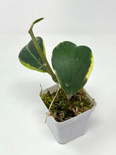 Load image into Gallery viewer, Hoya Kerrii Albo Variegated