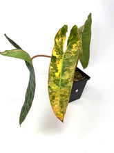 Load image into Gallery viewer, Philodendron Billietiae Variegated A