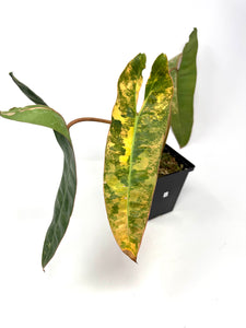 Philodendron Billietiae Variegated A