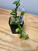 Load image into Gallery viewer, 118. Hoya Lacunosa Variegated