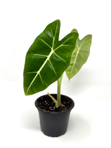 Alocasia Frydek