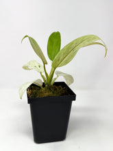 Load image into Gallery viewer, Philodendron Whipple Way B