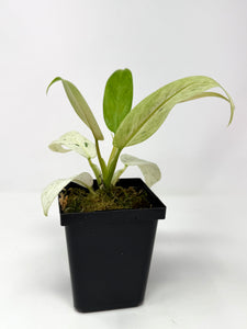 Philodendron Whipple Way B