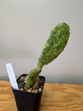 Load image into Gallery viewer, 129. Opuntia Sunburst (Ships within Canada only)