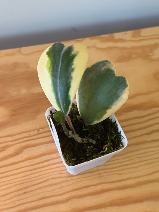 318. Hoya Kerrii Albo Variegated