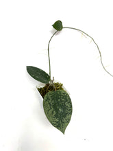 Load image into Gallery viewer, Hoya Glabra Silver D