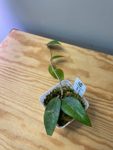 Load image into Gallery viewer, 5. Hoya Verticillata Splash