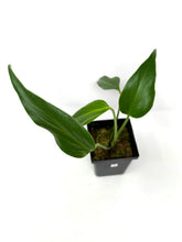 Load image into Gallery viewer, Philodendron Burle Marx Flame C