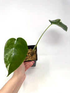 Monstera Deliciosa Albo Variegated N