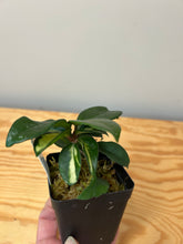 Load image into Gallery viewer, 131. Hoya Carnosa Krimson Princess