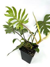 Load image into Gallery viewer, Philodendron Mayoi (Large)