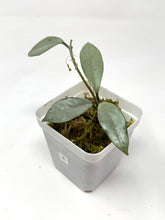 Load image into Gallery viewer, Hoya Wilbur Graves Silver E