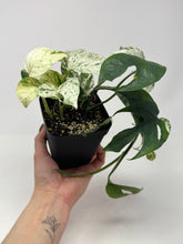 Load image into Gallery viewer, Epipremnum Pinnatum 'Marble' Variegated (Large)