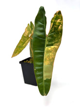 Load image into Gallery viewer, Philodendron Billietiae Variegated A