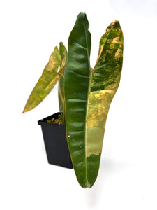 Philodendron Billietiae Variegated A
