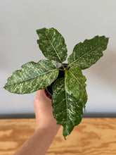 Load image into Gallery viewer, 131. Ficus Aspera Variegated