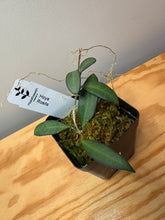 Load image into Gallery viewer, 184. Hoya Rosita