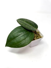 Load image into Gallery viewer, Hoya Tjadasmalangensis