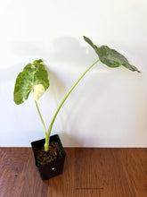 Load image into Gallery viewer, Alocasia Maccrorhiza Variegated A
