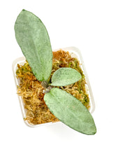 Load image into Gallery viewer, Hoya Carnosa ‘Grey Ghost’