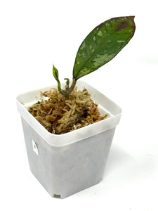 Hoya Gunung Gading Ghost F