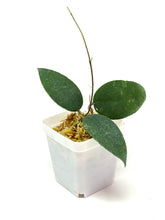 Load image into Gallery viewer, Hoya Caudata &#39;Sumatra&#39;