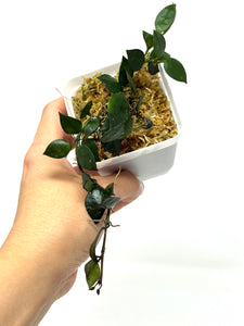 Hoya Krohniana Black