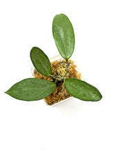 Load image into Gallery viewer, Hoya Silver Lady