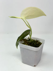Scindapsus Mayari Variegated A