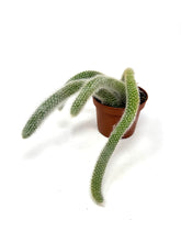 Load image into Gallery viewer, Cleistocactus Colademononis “Monkey Tail Cactus” Large Plant (Long hair variant) - Ships within Canada only