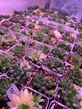 Load image into Gallery viewer, Haworthia Hanabi Variegated (Ships within Canada only)