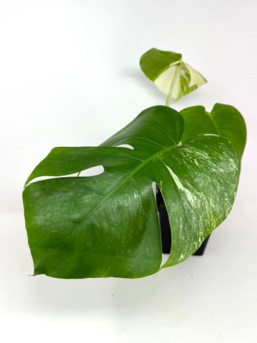 Monstera Deliciosa Albo Variegated H