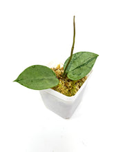 Load image into Gallery viewer, Hoya Verticillata Heart Leaf Silver