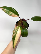 Load image into Gallery viewer, Philodendron Strawberry Shake