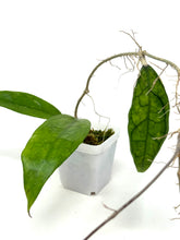 Load image into Gallery viewer, Hoya Finlaysonii ‘Philip’