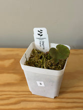 Load image into Gallery viewer, 3. Begonia Ferox