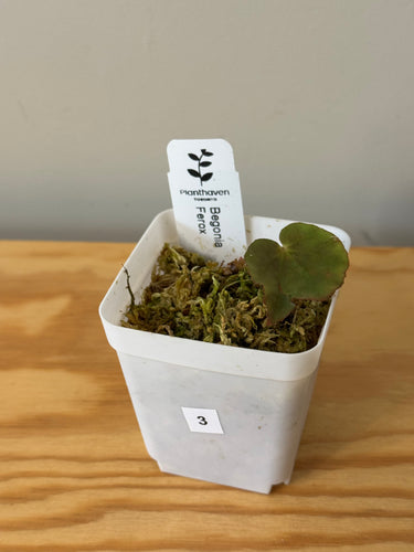 3. Begonia Ferox