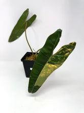 Load image into Gallery viewer, Philodendron Billietiae Variegated E