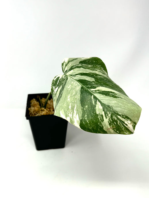 Monstera Deliciosa Albo Variegated N