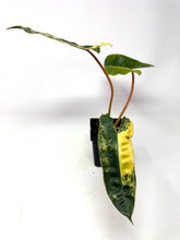 Load image into Gallery viewer, Philodendron Billietiae Variegated B