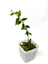 Load image into Gallery viewer, Hoya Bella Albo Variegated