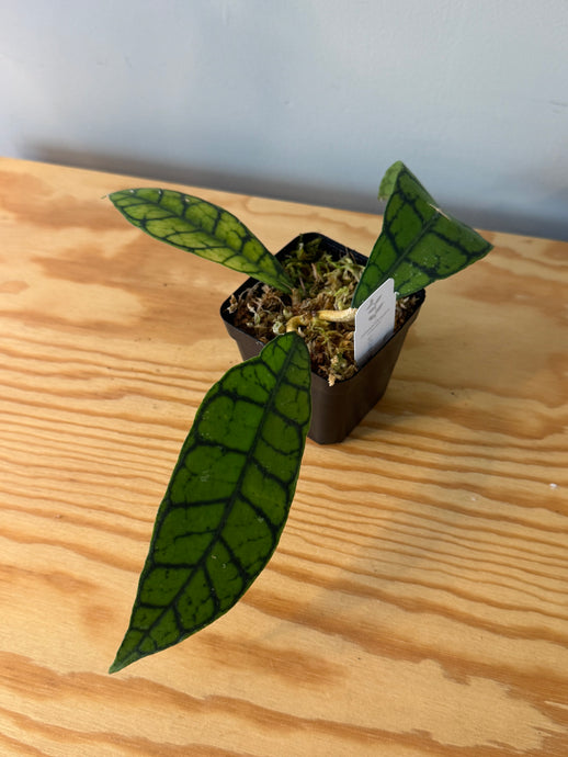 299. Hoya Callistophylla