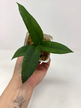 Load image into Gallery viewer, Hoya Scortechinii
