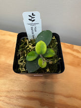 Load image into Gallery viewer, 165. Hoya Mathilde Splash