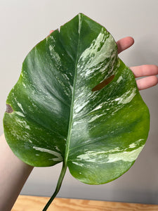 16. Monstera Deliciosa Albo Variegated