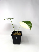 Load image into Gallery viewer, Monstera Deliciosa Albo Variegated B