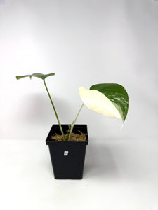 Monstera Deliciosa Albo Variegated B