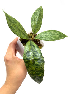 Hoya Lambii Silver A