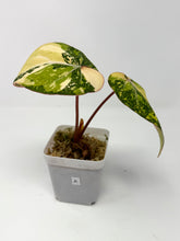 Load image into Gallery viewer, Philodendron Gloriosum Variegated A
