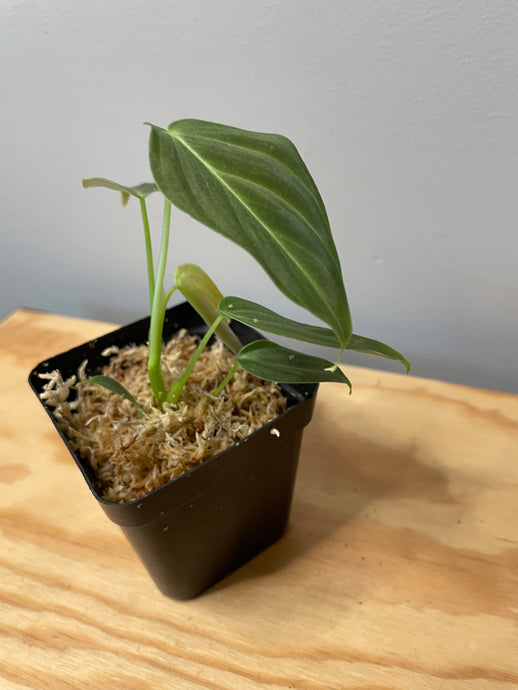 205. Philodendron Glorious